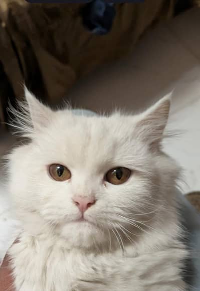 Persian cat for sale