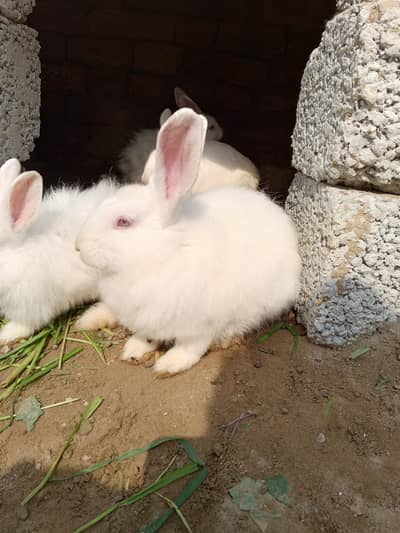 English angora so beautiful