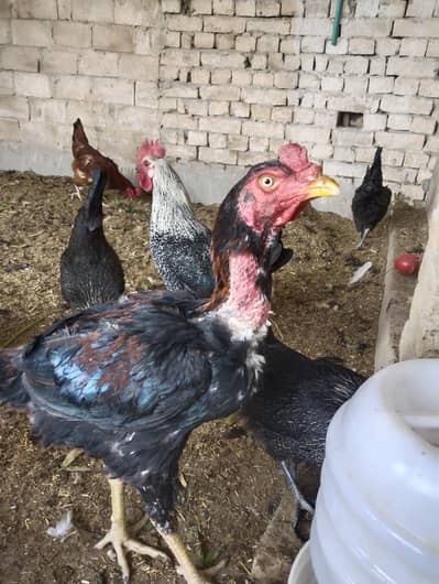 aseel roster for sale location Bahawalnagar City