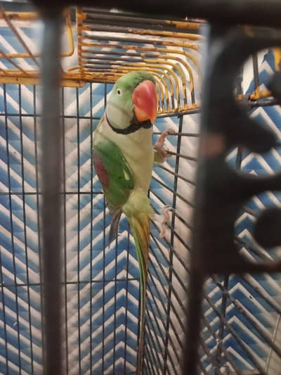 urgent sale my sweet Parrot  with Cage 00000