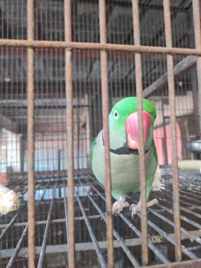 pure raw alexandrine parrot for sale hand tamed and speak