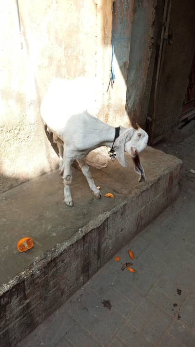 female healthy and active