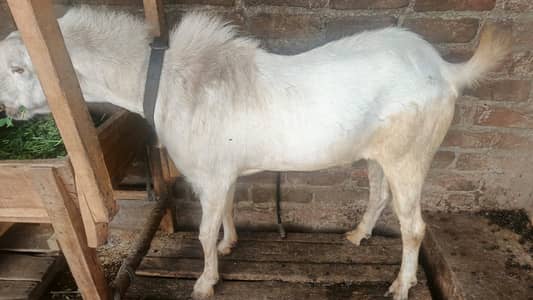 Barbarii tedda breeder