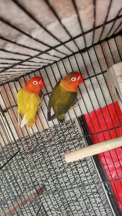 Love birds Pale Fellow