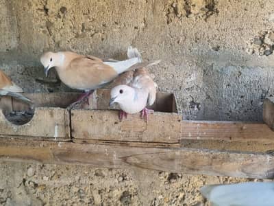 Doves for sale very healthy