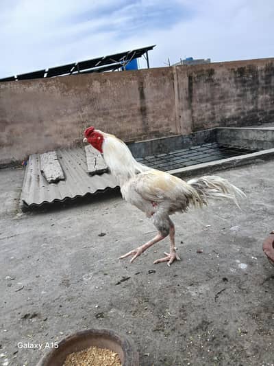 Aseel Murgha for sale. boht strong bird hai. watsapp no. 03002000396