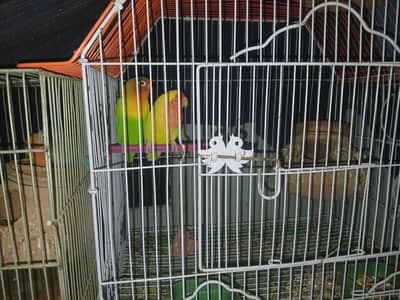 Lovebird Fisher 2 Pair  one pair 3 egg with cage