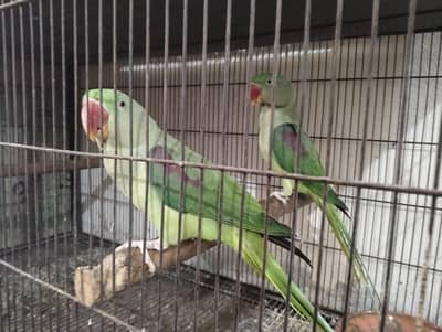 Raa Parrot Pair For Sale