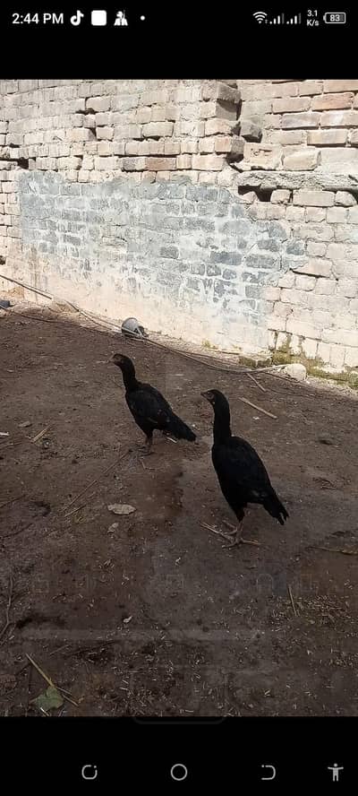 aseel lasani pair final 6000