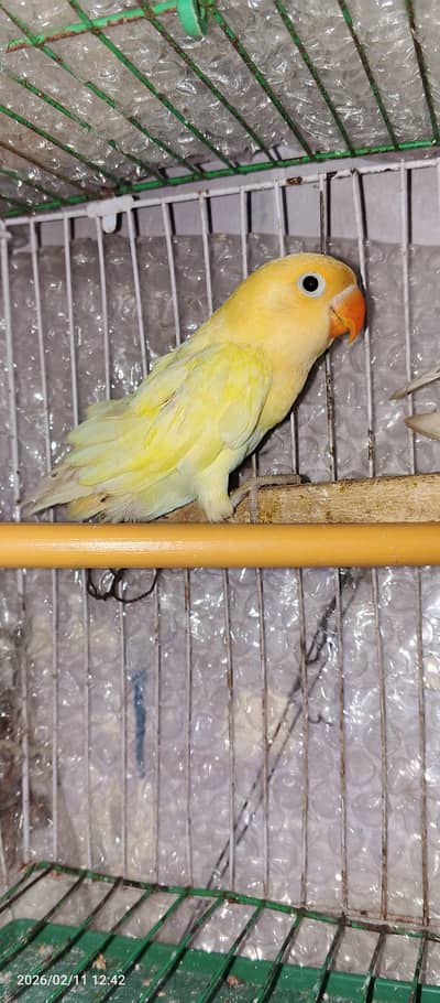 love bird altino female