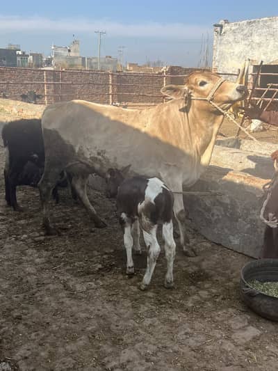 3 cows for sale