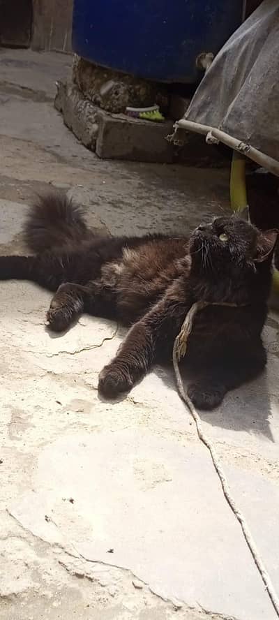 Breedar male long coat