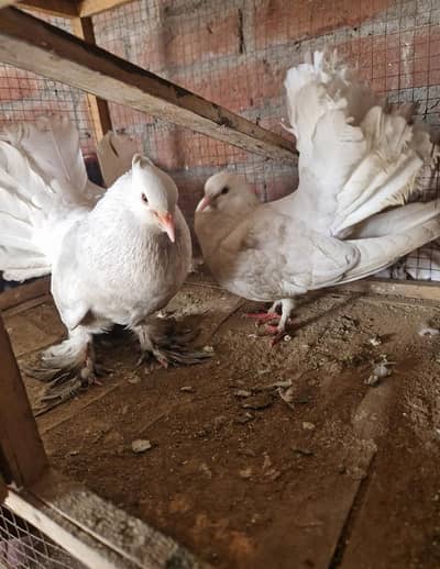 White lucky pigeons pair baby