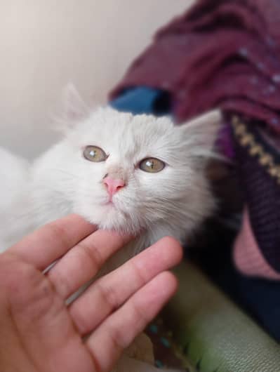 white Persian kitten