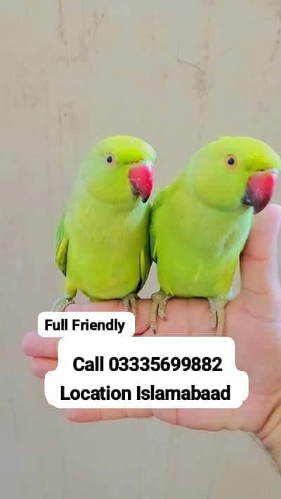 Pair Hand Tamed Friendly Green Ring Neck Parrot's Male/Female