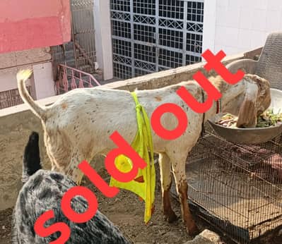 Desi goats | Makhi Cheeni bakry | Beetal | 03006669392