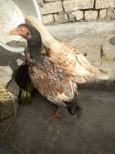 1 aseel or 1 doghli pthi looking new shelter. .