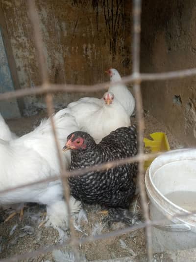 white bantam set coco bantam pair