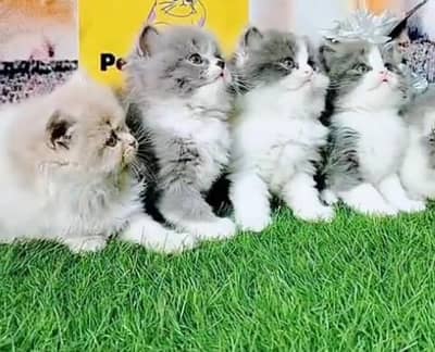Pure Persian kitten male female available. WhatsApp 03094016734