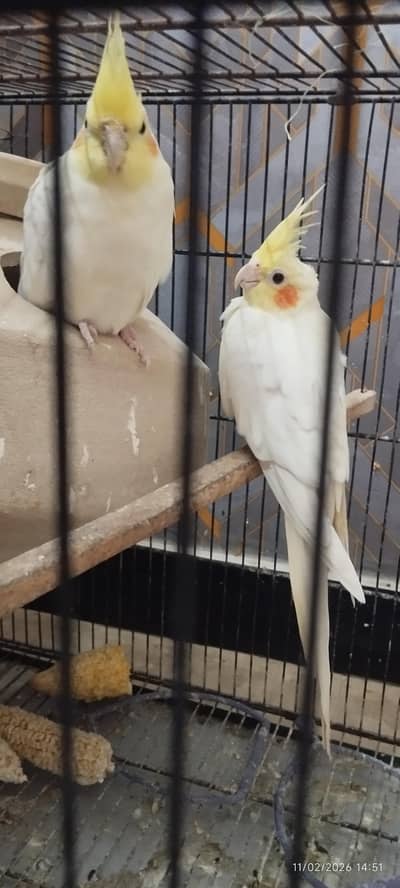 breeder cockatiel pair white in color