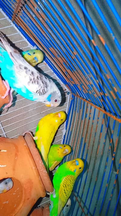 Budgie Breedar pair. s 03008658689 Australian Parrot