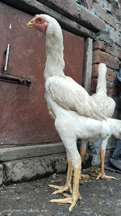 white Shamo 5 manth age male argant saleRs. 15000  9mber 03054007780