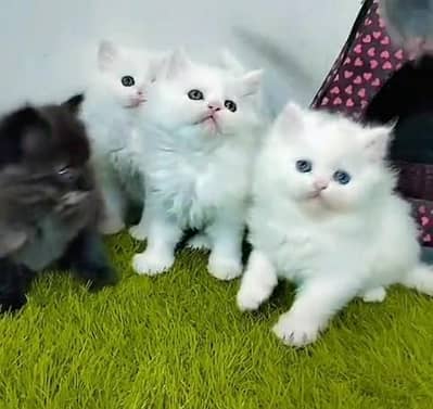 Pure Persian kitten male female available. WhatsApp 03094016734