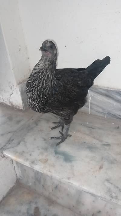 black Desi hen