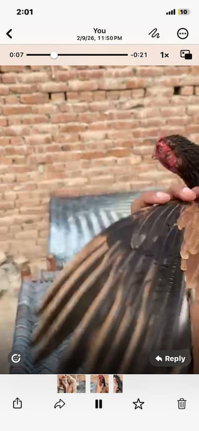 Old blood line aseel