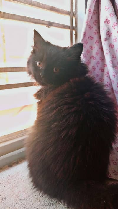 Persian black kitten
