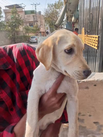 Labrador female 03159780243