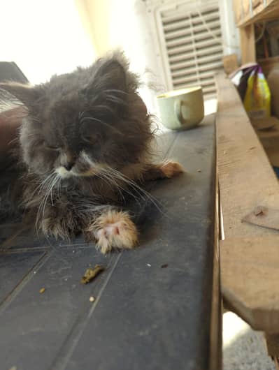 Persian Kitten: Three Months Old, Gray and White, and a Fine Breed"