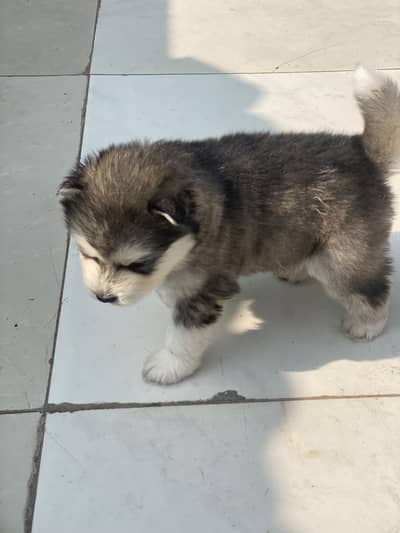 Husky puppy’s