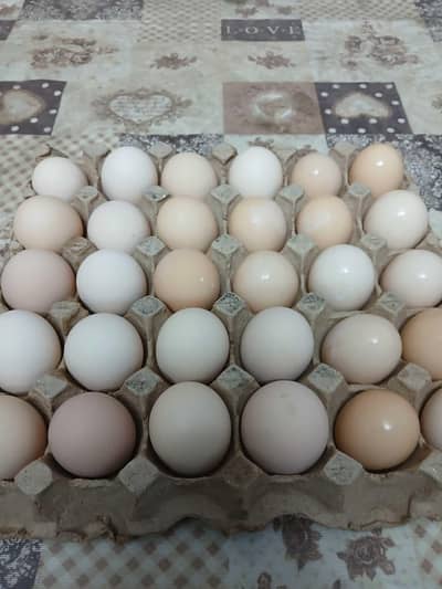Fresh desi eggs.