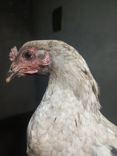 aseel waitnam and thai