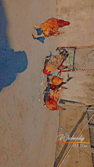 desi murgia and desi chicks for sale total 9 peice read description