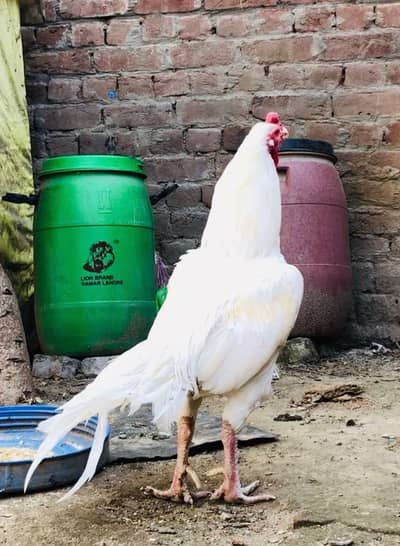 heera paper white murga