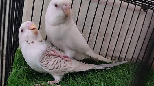 Australian bajri Red eye's breeder pair (Final_Price)