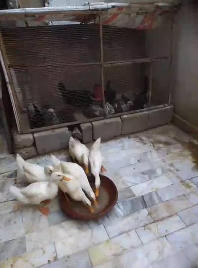 Ducks young and breeder available