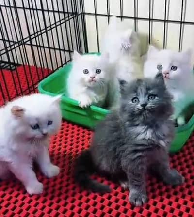 Pure Persian kitten male female available. WhatsApp 03094016734