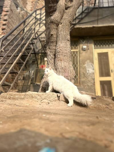 Persian cat baby for sale persian