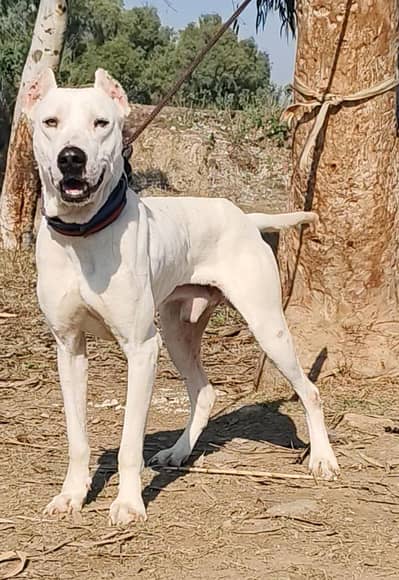 gultair patha male age 10 month for sale