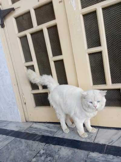Persian Male Adult Cat