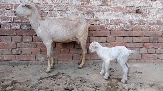Teddy Goat | Bakri | Teddy Goat kid for sale