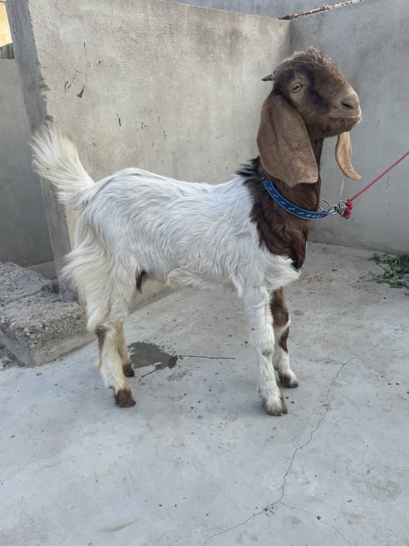 Bakra 3