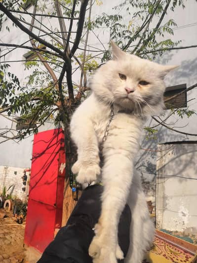 selling cat long coa