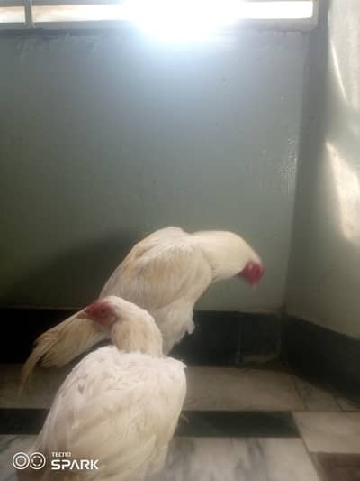 limited time offer heera pair white nok nalli only 9000