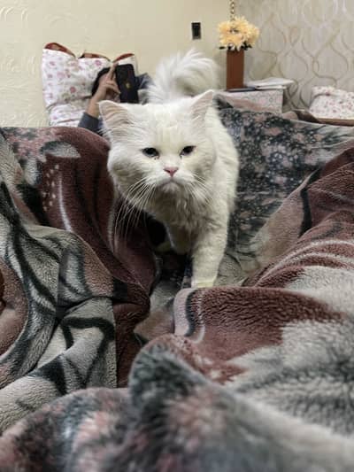 Persian Male cate still virgin