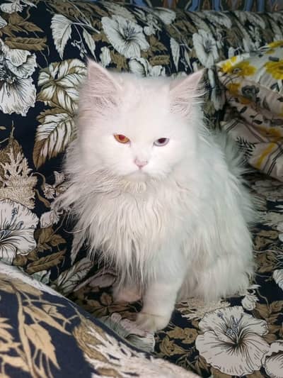 Russian Cat for sale with Reasonable price.