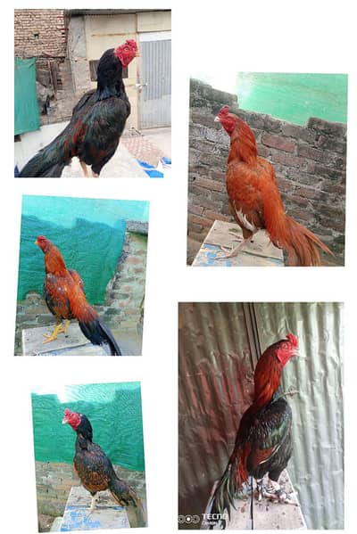 all aseel lakha peela madiya